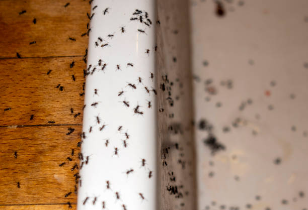 Best Affordable Pest Control Services  in Lake Marcel Stillter, WA