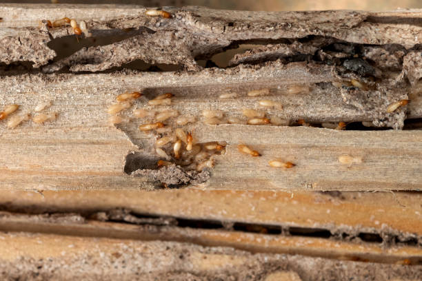 Best Affordable Pest Control Services  in Lake Marcel Stillter, WA